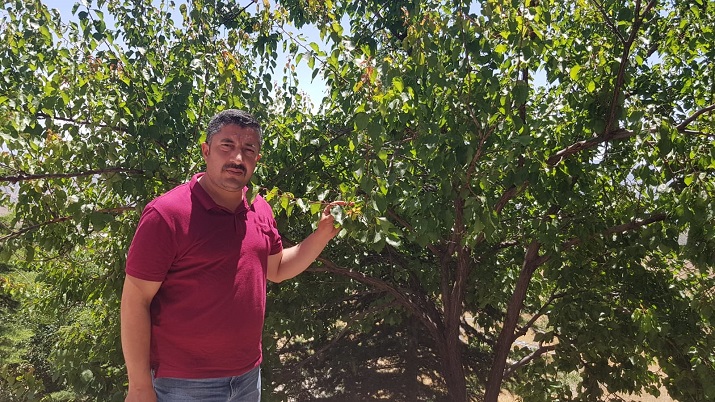 Doğanyol Üreticisi Desteğe İsyan Etti Monilya Hastalığı İçin Gıda