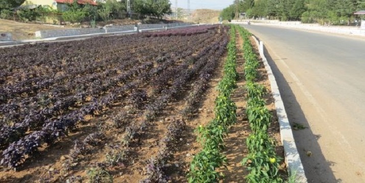 Kavşaklar Mor Reyhan İle Renklendi Arapgir Belediyesi, İlçede bulunan