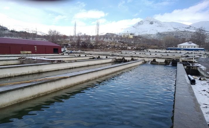 Alabalık Üreticileri Rahatsız Bölgemizde gerek tatlı sularda