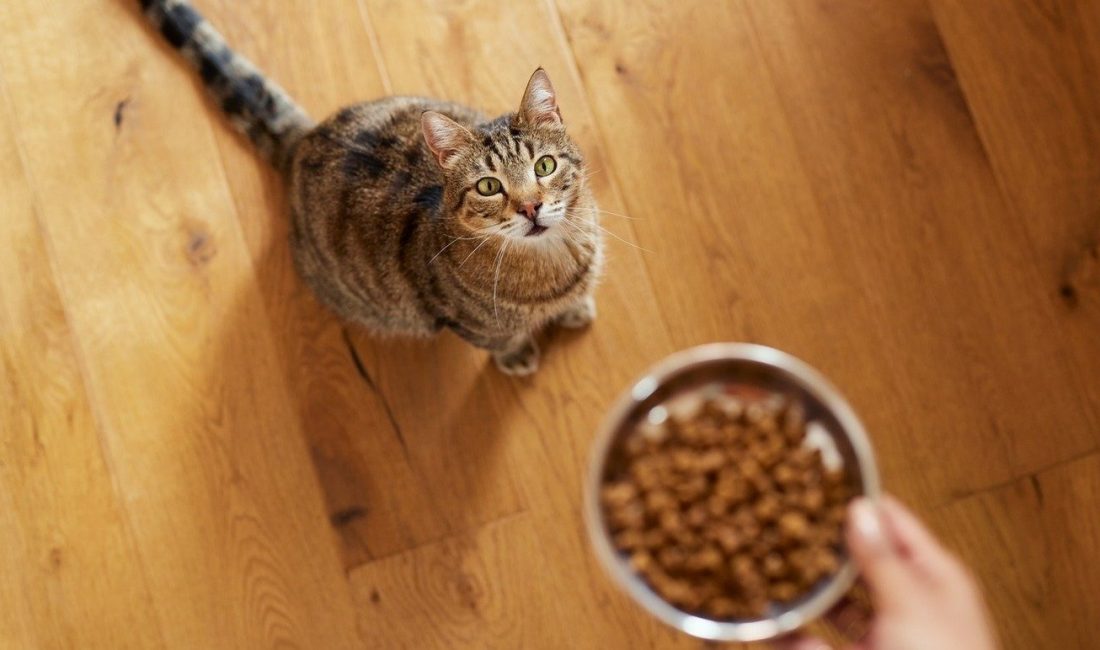 Kedilerin sağlıklı, dengeli ve