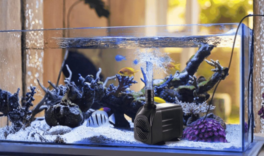 Akvaryumda temiz su düzeni