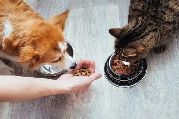  Evcil hayvan ürünleri